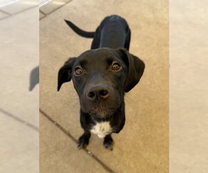 Mutt Dogs for adoption in Sacramento, CA, USA