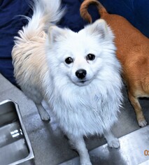 Pomimo Dogs for adoption in San Jacinto, CA, USA