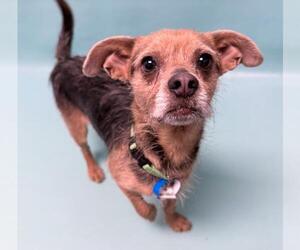 Mutt Dogs for adoption in Fort Collins, CO, USA