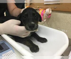 Doberman Pinscher-Unknown Mix Dogs for adoption in Riverside, CA, USA