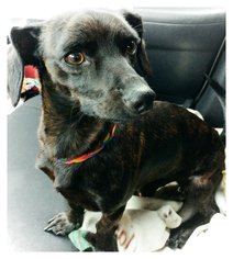 Dachshund-Unknown Mix Dogs for adoption in Akron, OH, USA