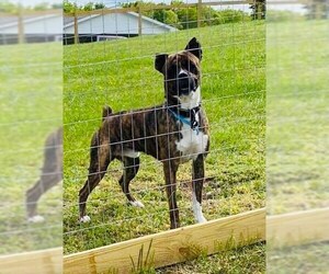 Boxer Dogs for adoption in Newport, KY, USA