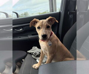 American Pit Bull Terrier-Unknown Mix Dogs for adoption in MECHANICSBURG, PA, USA