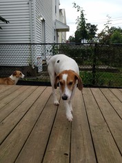 English Foxhound Dogs for adoption in Mechanicsburg, PA, USA