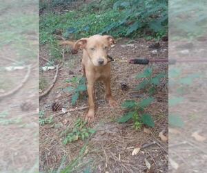 Carolina Dog-Retriever  Mix Dogs for adoption in Sumter, SC, USA
