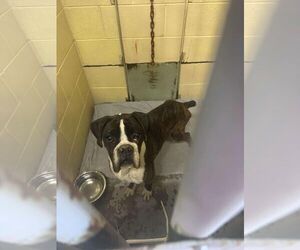 Boxer Dogs for adoption in Burnsville, MN, USA