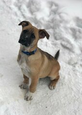 Medium Photo #1 German Shepherd Dog-Unknown Mix Puppy For Sale in Buffalo, NY, USA