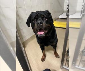 Rottweiler Dogs for adoption in Derwood, MD, USA