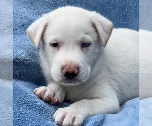 Collie-Unknown Mix Dogs for adoption in San Diego, CA, USA