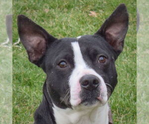 American Staffordshire Terrier-Staffordshire Bull Terrier Mix Dogs for adoption in Huntley, IL, USA