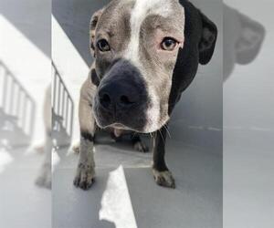 Mutt Dogs for adoption in Houston, TX, USA