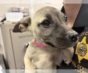 Mutt Dogs for adoption in Visalia, CA, USA