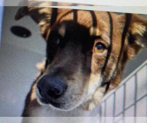 Collie-Unknown Mix Dogs for adoption in Houston, TX, USA