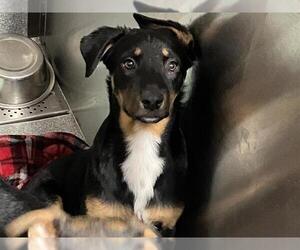 German Shepherd Dog-Unknown Mix Dogs for adoption in Orange, CA, USA