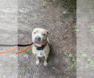 Mutt Dogs for adoption in Newton, NC, USA