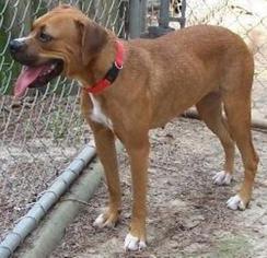 Boxer-Unknown Mix Dogs for adoption in Little Rock, AR, USA