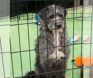 Mutt Dogs for adoption in Turlock, CA, USA