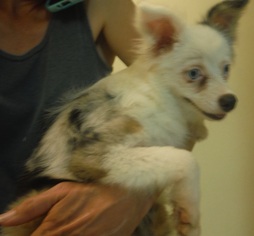 Medium Photo #1 Australian Shepherd Puppy For Sale in Commerce, GA, USA