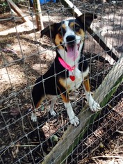 Beagi Dogs for adoption in Blairsville, GA, USA
