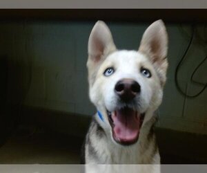 German Shepherd Dog-Siberian Husky Mix Dogs for adoption in Moreno Valley, CA, USA