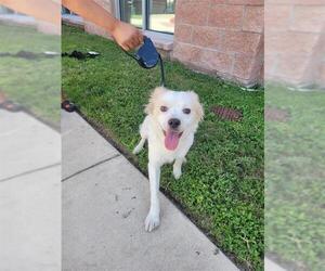Australian Shepherd-Unknown Mix Dogs for adoption in San Antonio, TX, USA