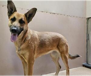 Mutt Dogs for adoption in Martinez, CA, USA