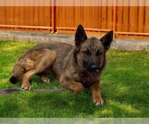 German Shepherd Dog-Unknown Mix Dogs for adoption in Las Vegas, NV, USA