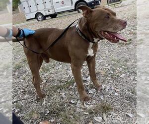 American Staffordshire Terrier-Unknown Mix Dogs for adoption in San Antonio, TX, USA