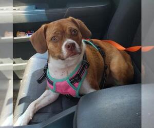 Boglen Terrier Dogs for adoption in FAIRLAWN, OH, USA