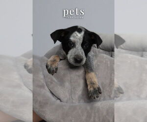 Mutt Dogs for adoption in Foristell, MO, USA