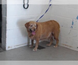 Golden Retriever Dogs for adoption in San Bernardino, CA, USA