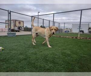 Labmaraner Dogs for adoption in Rockwall, TX, USA