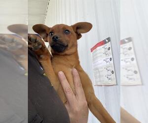 Chihuahua Dogs for adoption in Bakersfield, CA, USA