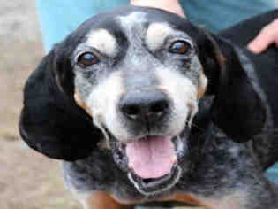 Bluetick Coonhound Dogs for adoption in Scotia, NY, USA