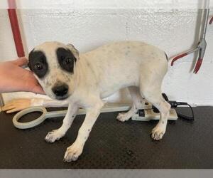 American Pit Bull Terrier-Unknown Mix Dogs for adoption in Corona, CA, USA