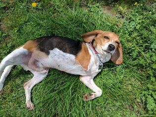 Medium Photo #1 Beagle-Unknown Mix Puppy For Sale in Washington, DC, USA