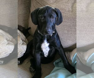 American Bulldog-Coonhound Mix Dogs for adoption in Princeton, MN, USA