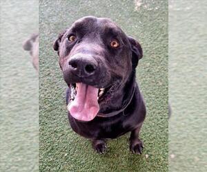 Labrador Retriever-Unknown Mix Dogs for adoption in Woodland, CA, USA