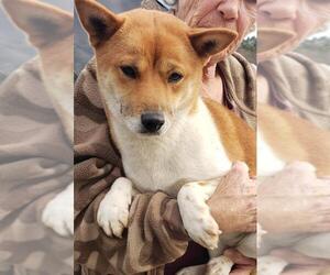 Shiba Inu Dogs for adoption in Alexander, AR, USA