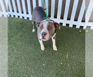 American Pit Bull Terrier Dogs for adoption in Modesto, CA, USA