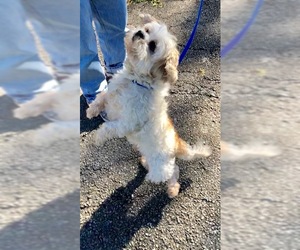 Shih Tzu Dogs for adoption in Weston, FL, USA