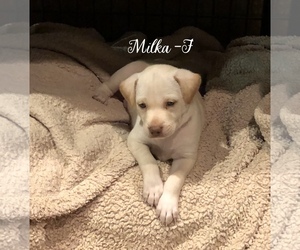 Vizsla Dogs for adoption in Walnutport, PA, USA