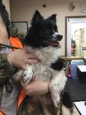 Papillon Dogs for adoption in Martinsburg, WV, USA