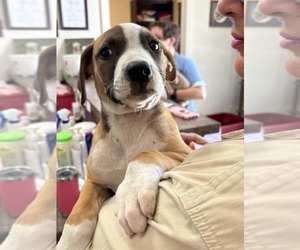 Labrador Retriever-Saint Bernard Mix Dogs for adoption in SHERBURNE, NY, USA