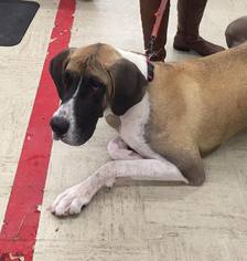 Great Dane Dogs for adoption in Traverse City, MI, USA