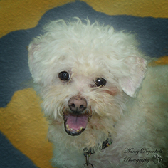 Bichon Frise Dogs for adoption in Rohnert Park, CA, USA