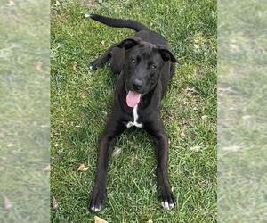 Mutt Dogs for adoption in Riverside, CA, USA