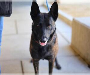 Dutch Shepherd -Unknown Mix Dogs for adoption in Martinez, CA, USA