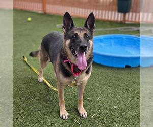 German Shepherd Dog-Unknown Mix Dogs for adoption in Las Vegas, NV, USA