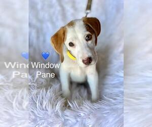 Black and Tan Coonhound-Labrador Retriever-Labrador Retriever Mix Dogs for adoption in Newark, DE, USA